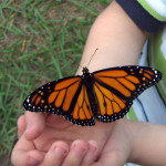 monarch butterfly - gratitude